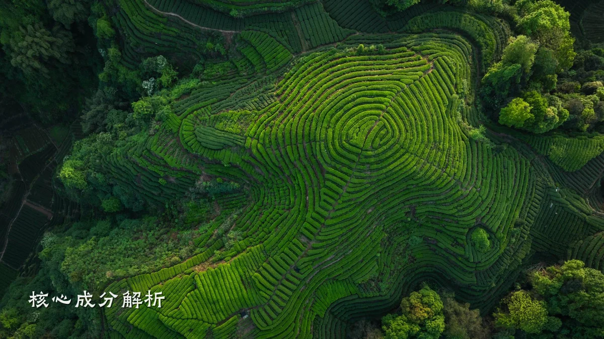 核心成分解析