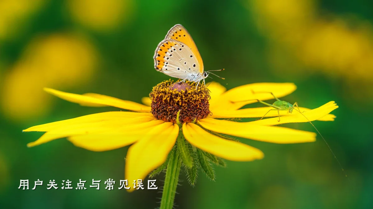 用户关注点与常见误区