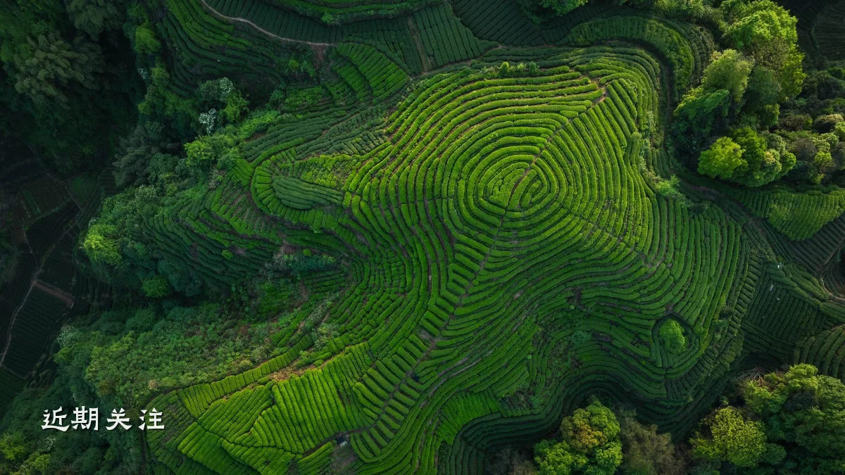 近期关注
