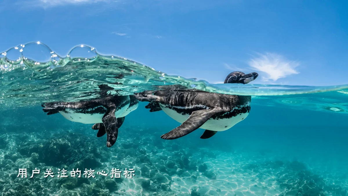 用户关注的核心指标